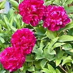 Bed and breakfast Pool&garden Lelia Mirano