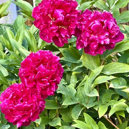 Bed & Breakfast Pool & Garden Lelia Mirano